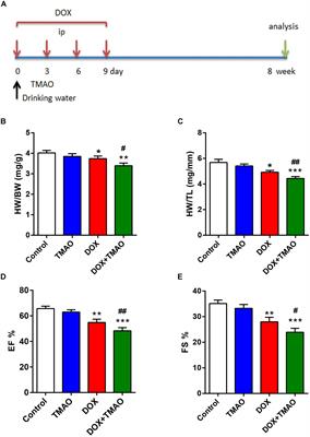 Trimethylamine N-Oxide Exacerbates Cardiac Fibrosis via Activating the NLRP3 Inflammasome